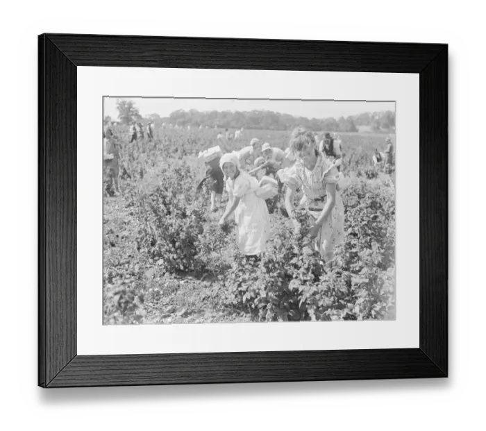 Framed Print : Raspberry pickers in a field. 1939