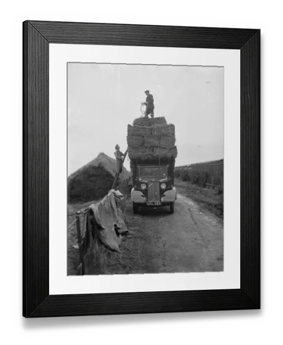 Framed Print : Pattullo Higgs and Co Ltd workers load hay bales onto their company Bedford truck Framed Print : Pattullo Higgs and Co Ltd workers load hay bales onto their company Bedford truck