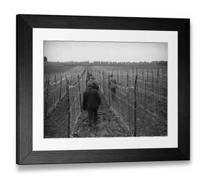 Framed Print : A farmer and his horse plough between bean rows in Swanley. 1935