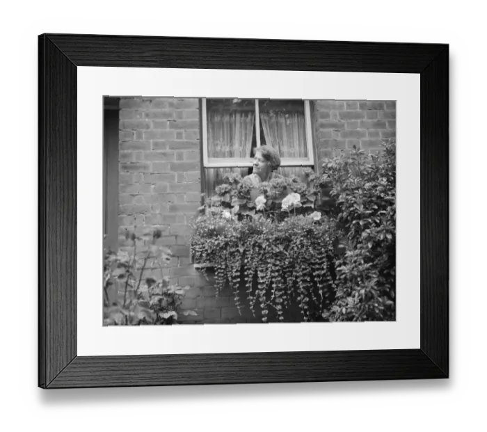 Framed Print : Mrs Annie Longhurst, window box prize winner at Crockenhill. 1938 Framed Print : Mrs Annie Longhurst, window box prize winner at Crockenhill. 1938