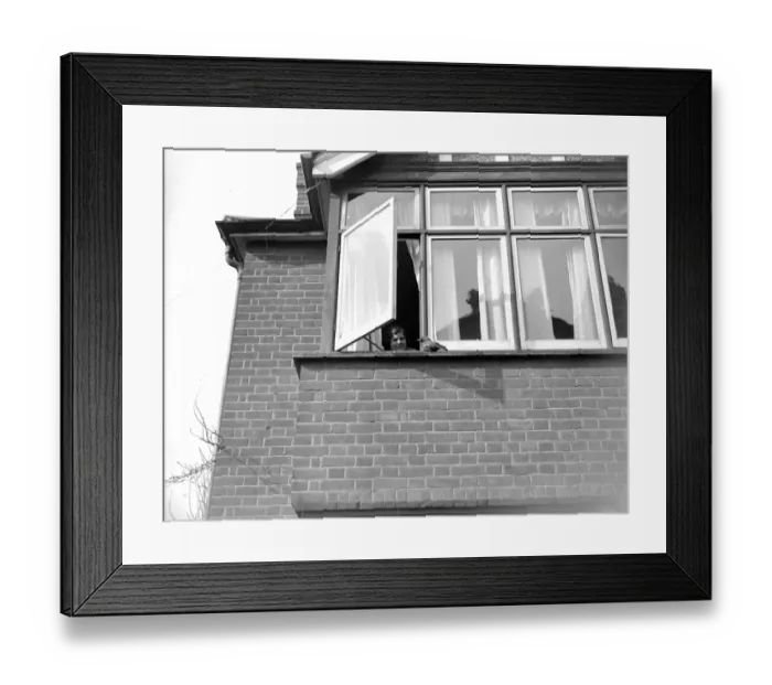 Framed Print : Tamed jackdaw (Sidcup) 1934 Framed Print : Tamed jackdaw (Sidcup) 1934
