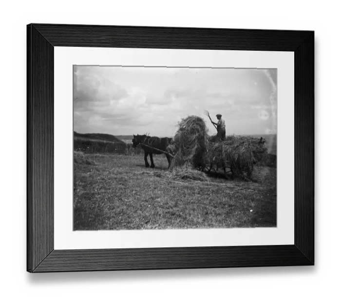 Framed Print : Haymaking in Cadgwith, Cornwall. Horse, cart, farmer, pitchfork. 1933 Framed Print : Haymaking in Cadgwith, Cornwall. Horse, cart, farmer, pitchfork. 1933