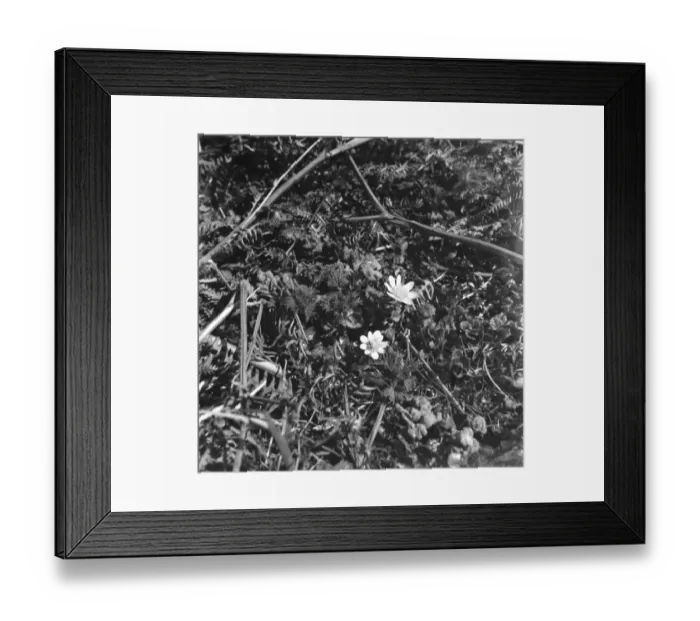 Framed Print : A lesser celandine in amongst blades of of a fern bush. 1939 Framed Print : A lesser celandine in amongst blades of of a fern bush. 1939
