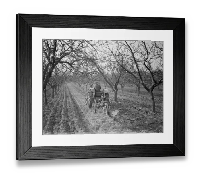 Framed Print : A farmer ploughs the grounds around his trees in an orchard in Farningham, Kent. 1938 Framed Print : A farmer ploughs the grounds around his trees in an orchard in Farningham, Kent. 1938