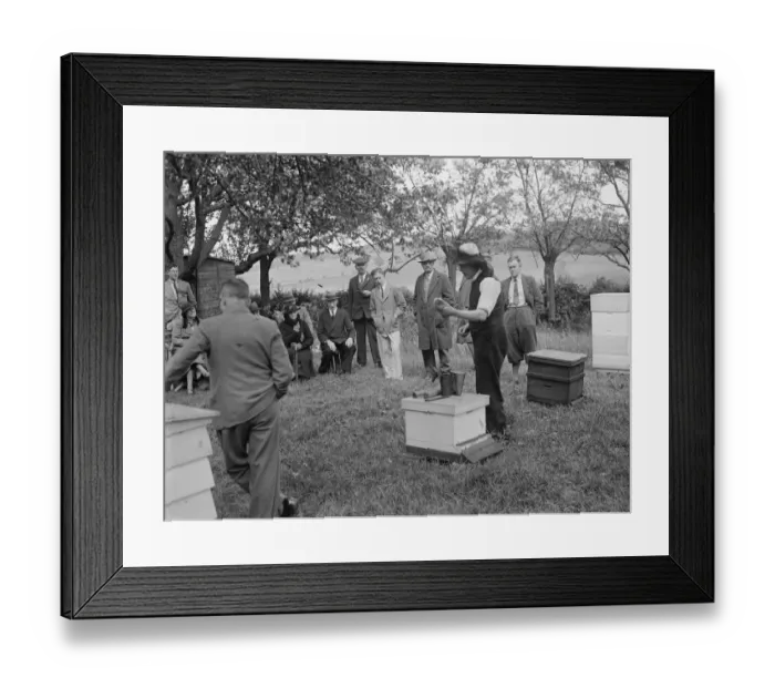 Framed Print : Parson beekeeper giving a demonstration. 1935