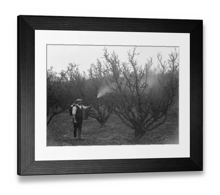 Framed Print : Spraying fruit orchard. 1935 Framed Print : Spraying fruit orchard. 1935