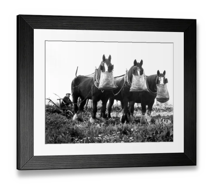 Framed Print : Nose bag for the Army. George Dicker takes a short breather and his lunch sitting Framed Print : Nose bag for the Army. George Dicker takes a short breather and his lunch sitting