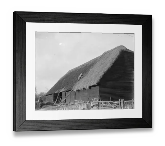 Framed Print : A thatcher at work on a roof in Tollington. 1936 Framed Print : A thatcher at work on a roof in Tollington. 1936