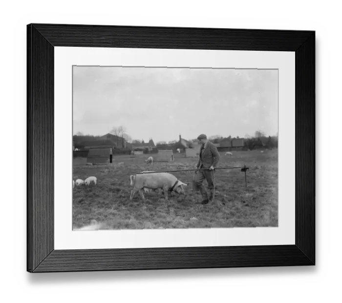 Framed Print : Pigs at Homewoods Farm in Seal, Kent. Farmer stands next to tethered sow. 1937 Framed Print : Pigs at Homewoods Farm in Seal, Kent. Farmer stands next to tethered sow. 1937