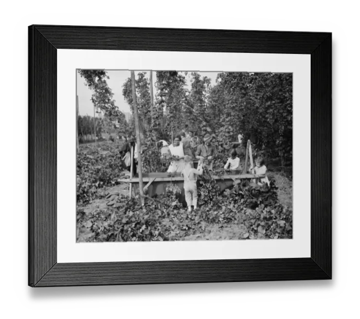 Framed Print : Hop pickers in East Peckham. Young and old working in the hop field. 1 September 1938 Framed Print : Hop pickers in East Peckham. Young and old working in the hop field. 1 September 1938