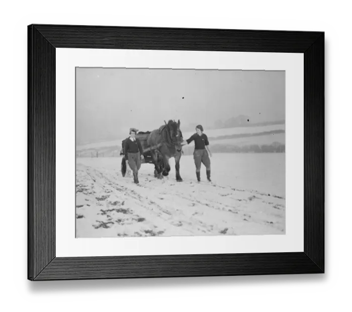 Framed Print : Land girls working on a farm. Here they are using a horse drawn cart to carry things Framed Print : Land girls working on a farm. Here they are using a horse drawn cart to carry things