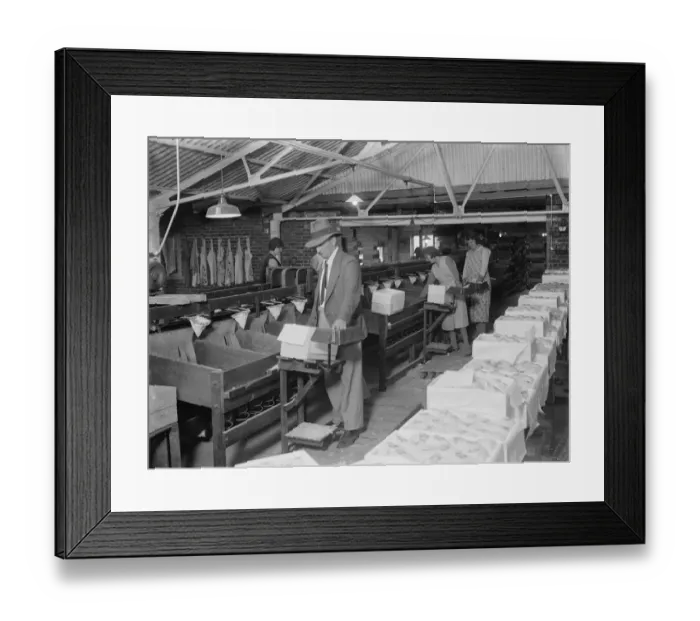 Framed Print : Fruit packing at Thomas Neame fruit farm, Faversham, Kent. 1935 Framed Print : Fruit packing at Thomas Neame fruit farm, Faversham, Kent. 1935