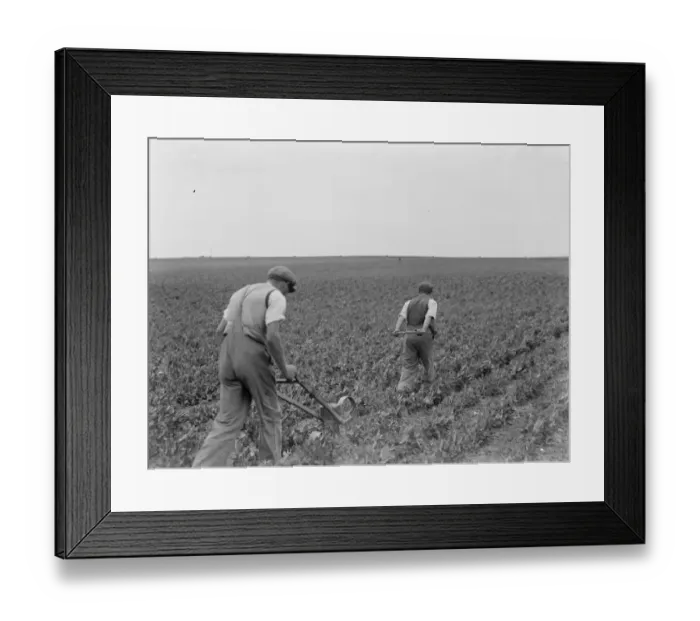 Framed Print : Farm workers using a hand seeder to sow kale. 1937 Framed Print : Farm workers using a hand seeder to sow kale. 1937