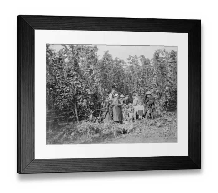 Framed Print : Hop picking. 1935 Framed Print : Hop picking. 1935