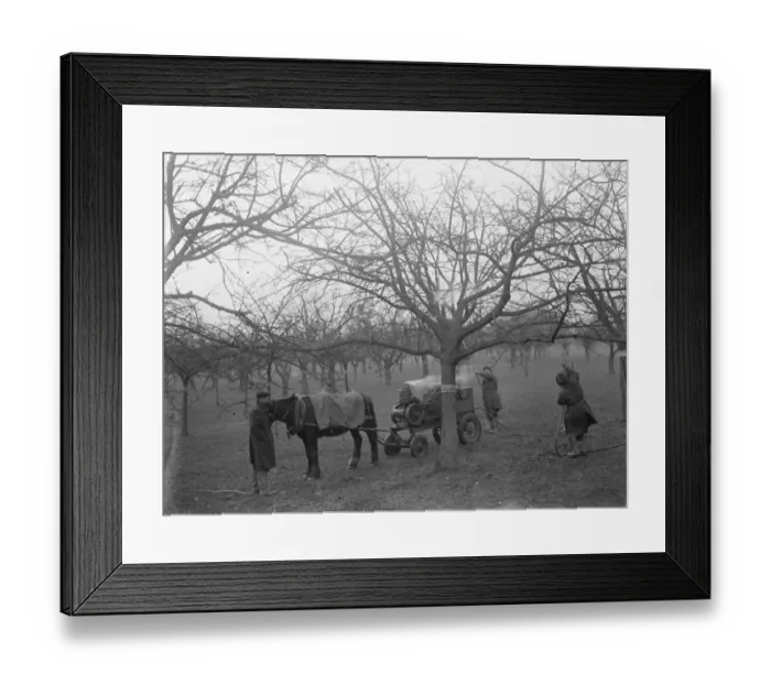Framed Print : Spraying fruit trees. 1935 Framed Print : Spraying fruit trees. 1935