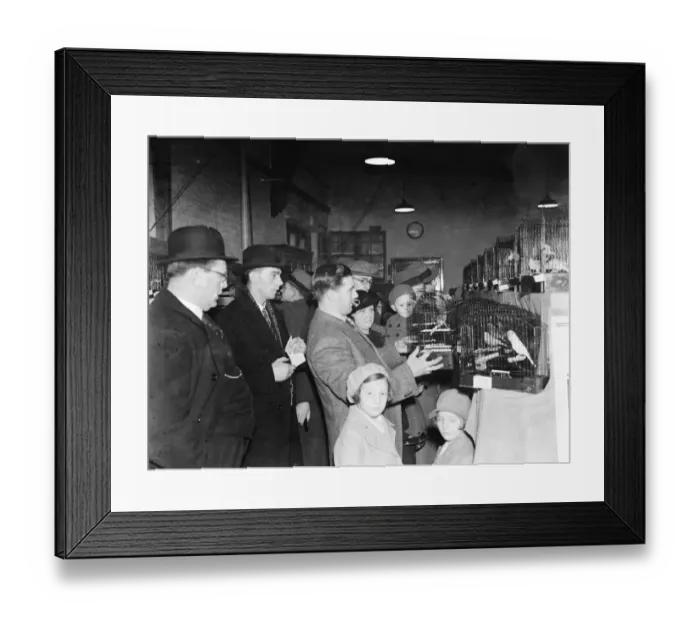 Framed Print : Canaries in cages at a bird show in Sidcup, Kent. 1936
