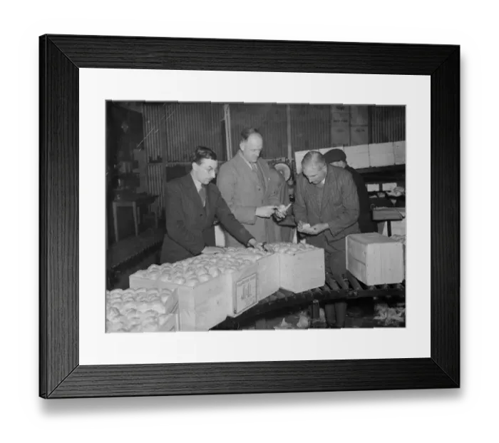 Framed Print : Men checking the packed fruit at the Fruit Farm in Swanley, Kent. 1938 Framed Print : Men checking the packed fruit at the Fruit Farm in Swanley, Kent. 1938