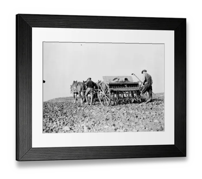 Framed Print : Farm workers with their horse drawn Suntyne seed drill in Darenth, Kent. 1938