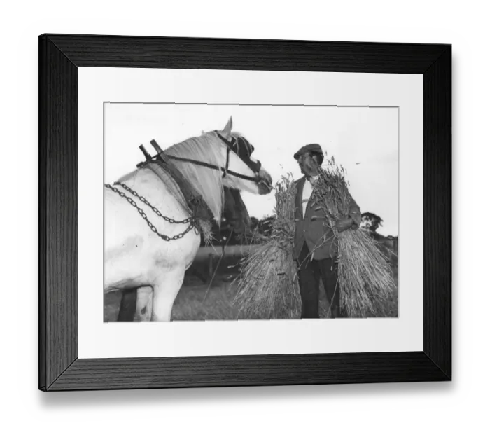 Framed Print : Men followed the machine to prop up the bound sheaves in stooks or shocks or dry Framed Print : Men followed the machine to prop up the bound sheaves in stooks or shocks or dry