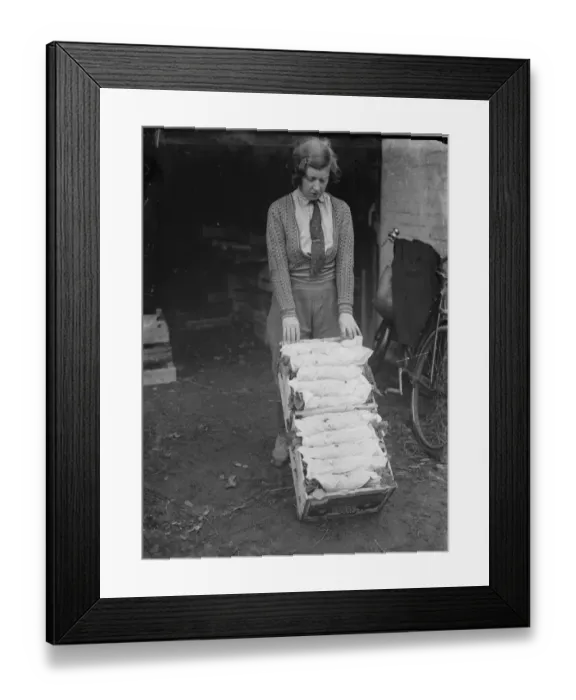 Framed Print : A farmer cultivates his strawberries. 1935 Framed Print : A farmer cultivates his strawberries. 1935