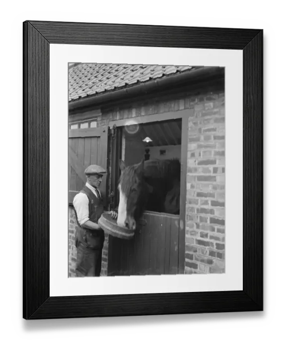 Framed Print : A farmer feeding his horse in the stable. 1935 Framed Print : A farmer feeding his horse in the stable. 1935