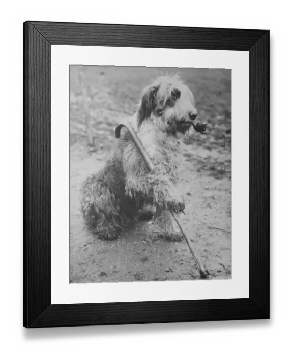 Framed Print : Mr Groombridges sheepdog poses with a pipe and a walking stick. 1936 Framed Print : Mr Groombridges sheepdog poses with a pipe and a walking stick. 1936