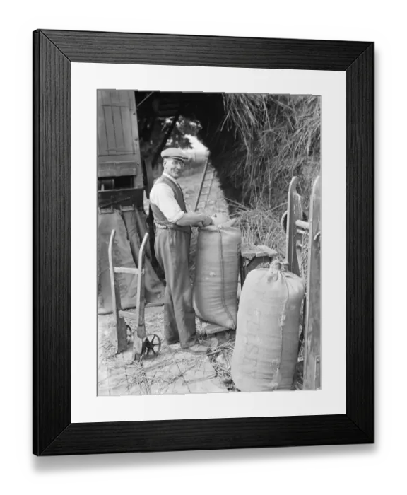 Framed Print : A farmer threshes hay. 1936 Framed Print : A farmer threshes hay. 1936