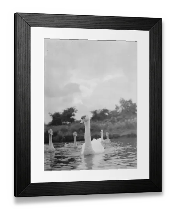 Framed Print : Swans and cygnets. 1937 Framed Print : Swans and cygnets. 1937