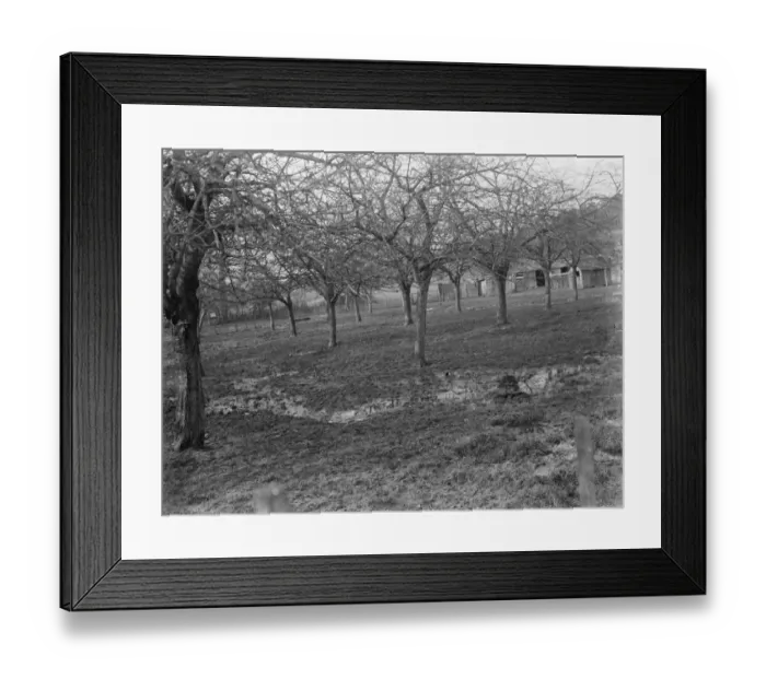Framed Print : Fruit trees in an orchard. 1937 Framed Print : Fruit trees in an orchard. 1937