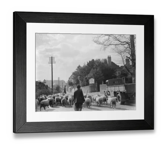 Framed Print : Sheep in road at Faversham. 1937 Framed Print : Sheep in road at Faversham. 1937