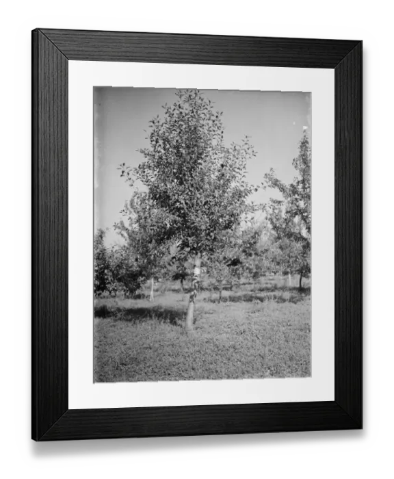 Framed Print : Apple trees at the East Malling Research Station. 26 September 1937 Framed Print : Apple trees at the East Malling Research Station. 26 September 1937