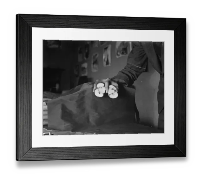 Framed Print : Freak apple growth in Swanley, Kent. 3 October 1937 Framed Print : Freak apple growth in Swanley, Kent. 3 October 1937