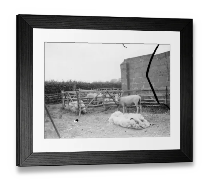 Framed Print : Sheep sheering in Wrotham, Kent. 1 June 1967