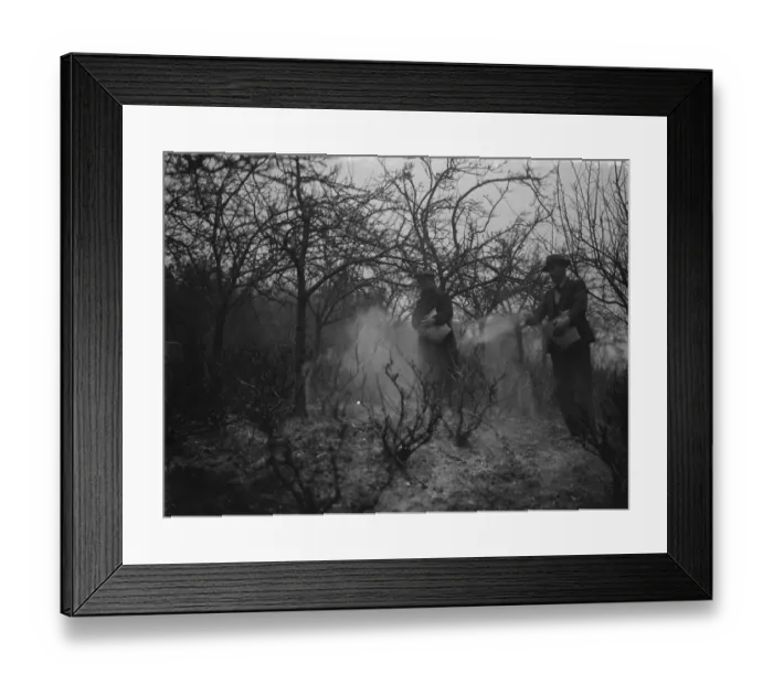 Framed Print : Spraying fruit orchard. 1935 Framed Print : Spraying fruit orchard. 1935
