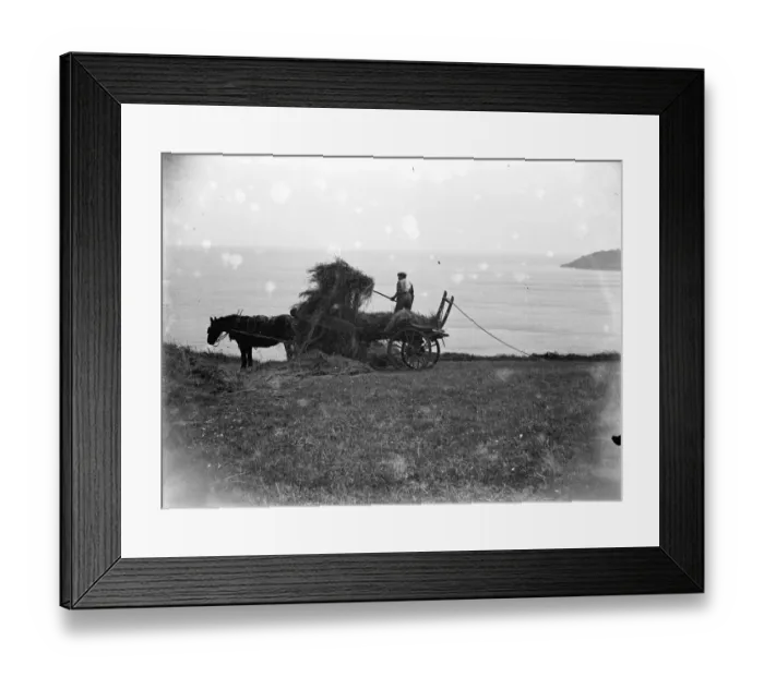 Framed Print : Haymaking in Cadgwith, Cornwall. Horse, cart, farmer, pitchfork. 1933 Framed Print : Haymaking in Cadgwith, Cornwall. Horse, cart, farmer, pitchfork. 1933
