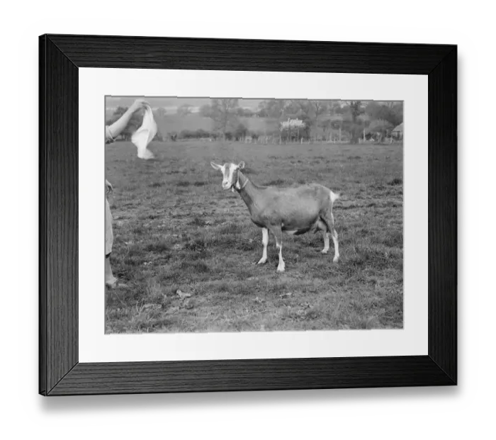 Framed Print : A solitary goat on a goat farm in Birling, Kent. 1939 Framed Print : A solitary goat on a goat farm in Birling, Kent. 1939