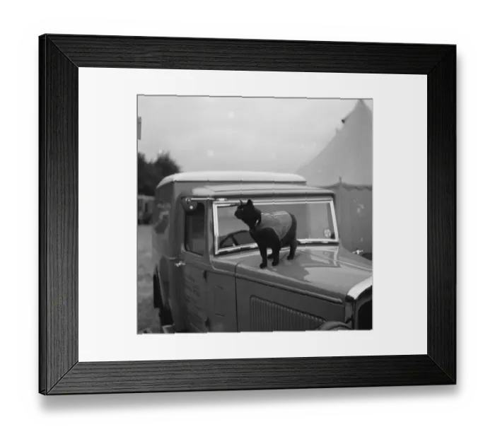 Framed Print : A cat stands watch over an Austin van in Tunbridge Wells, Kent. 1936 Framed Print : A cat stands watch over an Austin van in Tunbridge Wells, Kent. 1936