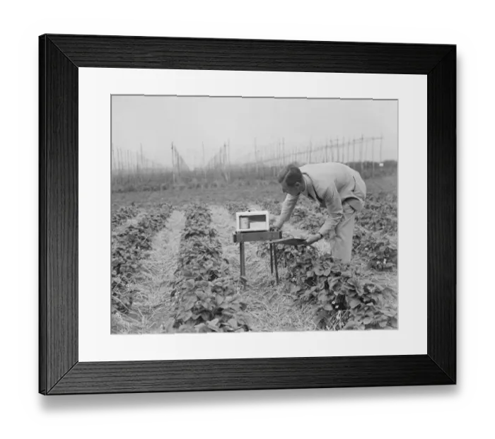 Framed Print : Checking measuring equipment at the East Malling Research Station in Kent. 2 June 1937 Framed Print : Checking measuring equipment at the East Malling Research Station in Kent. 2 June 1937
