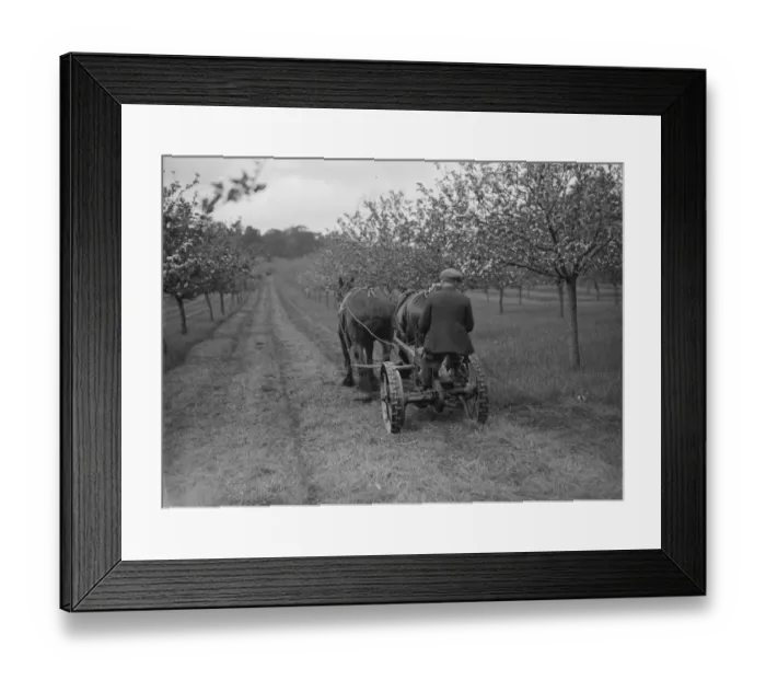 Framed Print : Orchard grass cutting. 1935