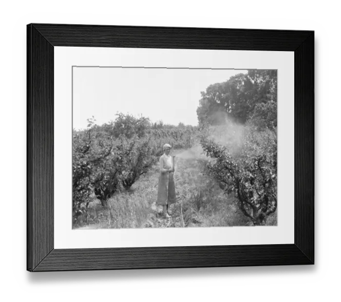Framed Print : Women working in the orchard, spraying the trees, at East Malling Research Station Framed Print : Women working in the orchard, spraying the trees, at East Malling Research Station