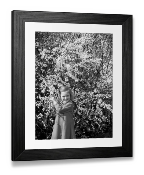 Framed Print : A little girl plays with blackthorn blossom in Farningham, Kent. 1938 Framed Print : A little girl plays with blackthorn blossom in Farningham, Kent. 1938