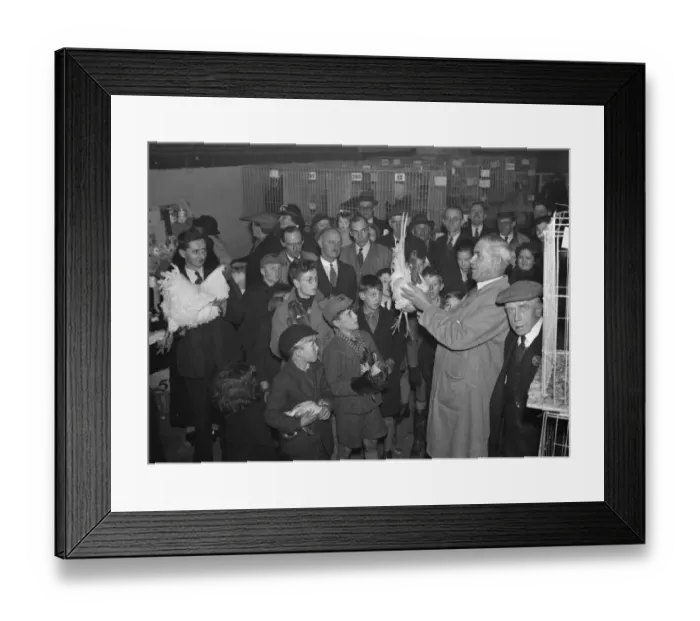 Framed Print : Children are shown a cockerel in the poultry show at Chiselhurst, Kent. 22 November Framed Print : Children are shown a cockerel in the poultry show at Chiselhurst, Kent. 22 November