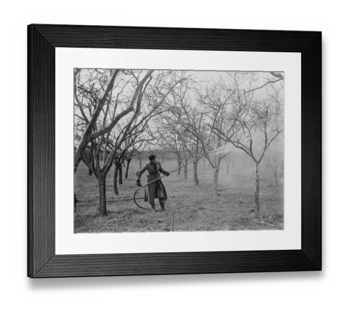 Framed Print : Spraying fruit trees in Swanley, Kent. 1937 Framed Print : Spraying fruit trees in Swanley, Kent. 1937