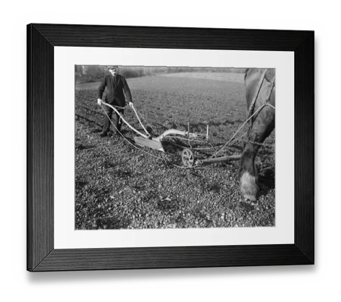 Framed Print : A farmer and his horse plough a stony field. 1939