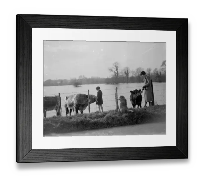 Framed Print : Cattle being petted by walkers as they retreat to the higher grounds to avoid Framed Print : Cattle being petted by walkers as they retreat to the higher grounds to avoid