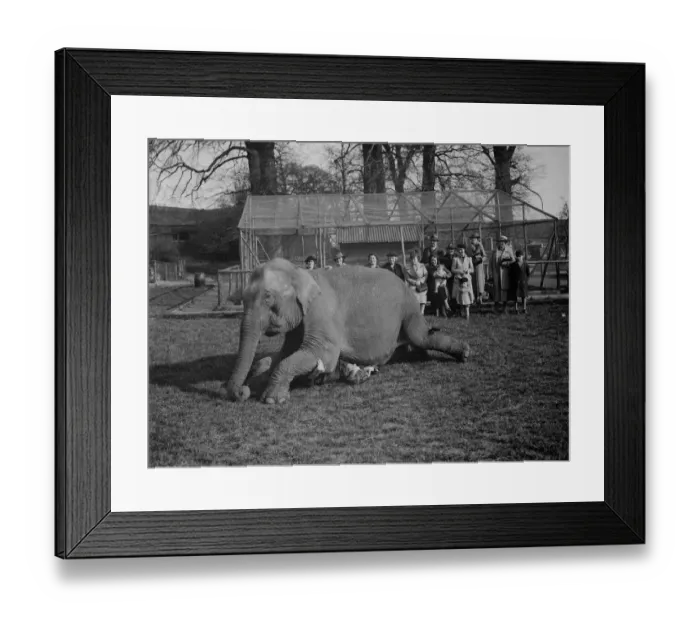 Framed Print : Elephant training, trainer underneath elephant, Maidstone. Kent. 31 March 1938 Framed Print : Elephant training, trainer underneath elephant, Maidstone. Kent. 31 March 1938