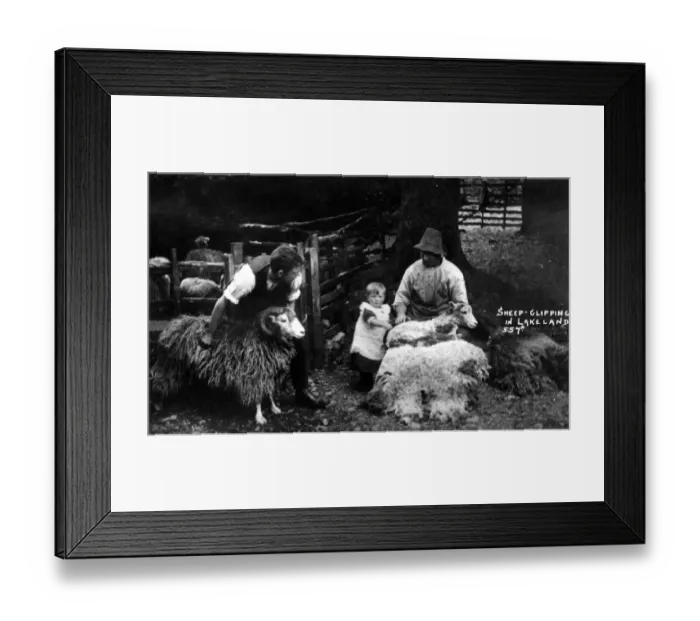 Framed Print : The Lake District - a farmer clipping sheep Framed Print : The Lake District - a farmer clipping sheep