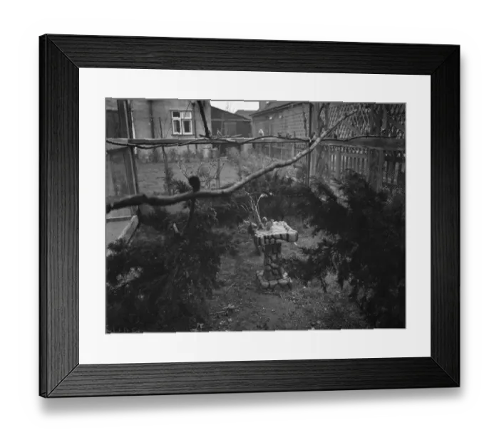 Framed Print : The interior of Mr R G Halls bird aviary at Bexleyheath showing the birds using Framed Print : The interior of Mr R G Halls bird aviary at Bexleyheath showing the birds using
