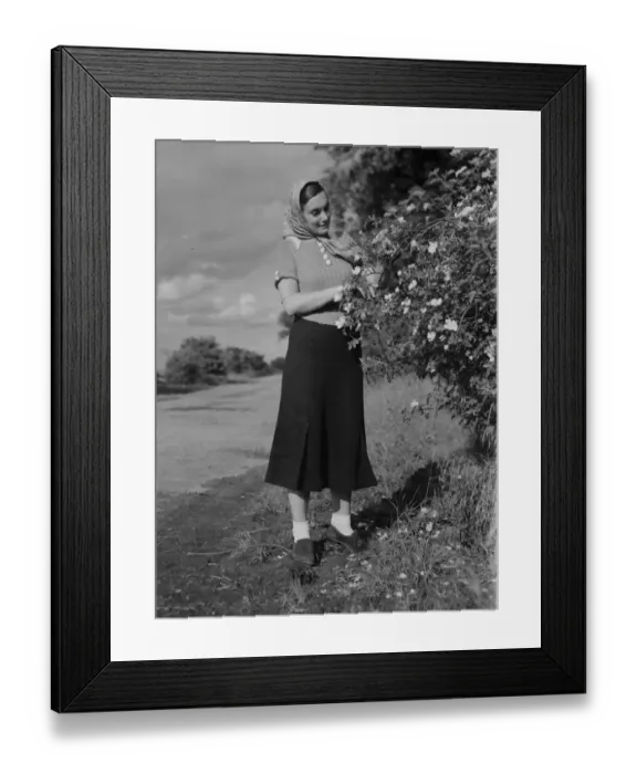 Framed Print : Miss Muriel Haken admiring some wild roses in Sussex. 13 June 1937 Framed Print : Miss Muriel Haken admiring some wild roses in Sussex. 13 June 1937