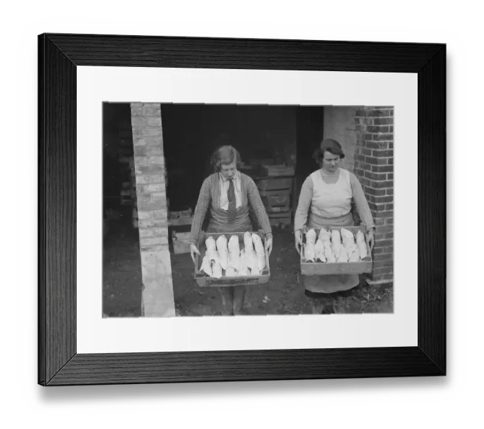 Framed Print : A farmer cultivates his strawberries. 1935 Framed Print : A farmer cultivates his strawberries. 1935